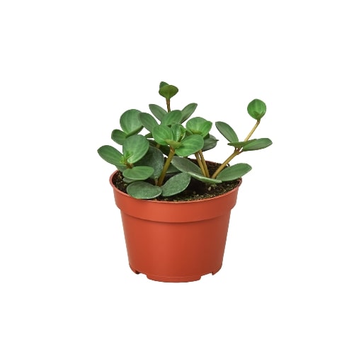 Small Peperomia 'Hope' plant with round green leaves in a brown pot.