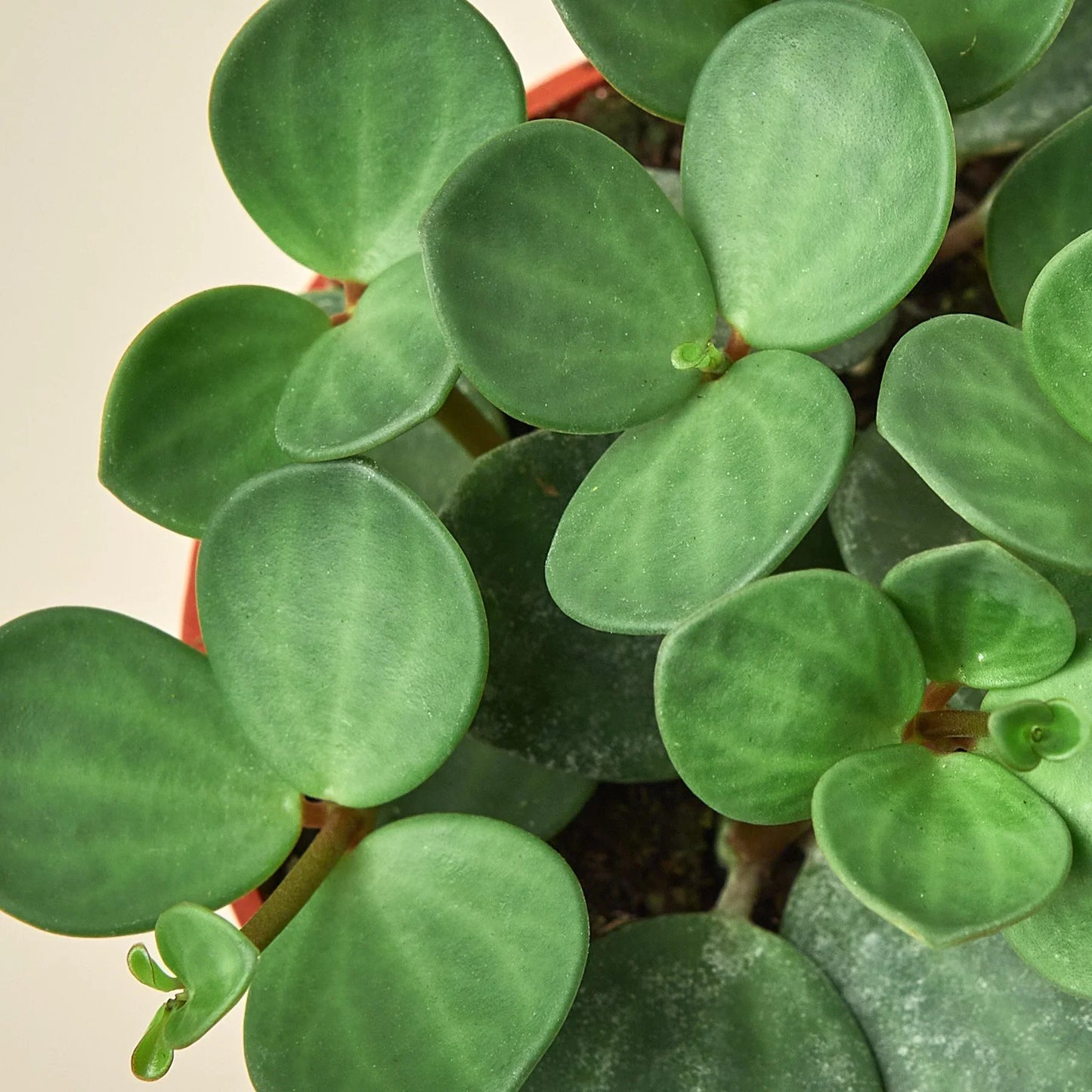 Close-up of Peperomia 'Hope' with small, round, succulent-like green leaves in a terracotta pot.