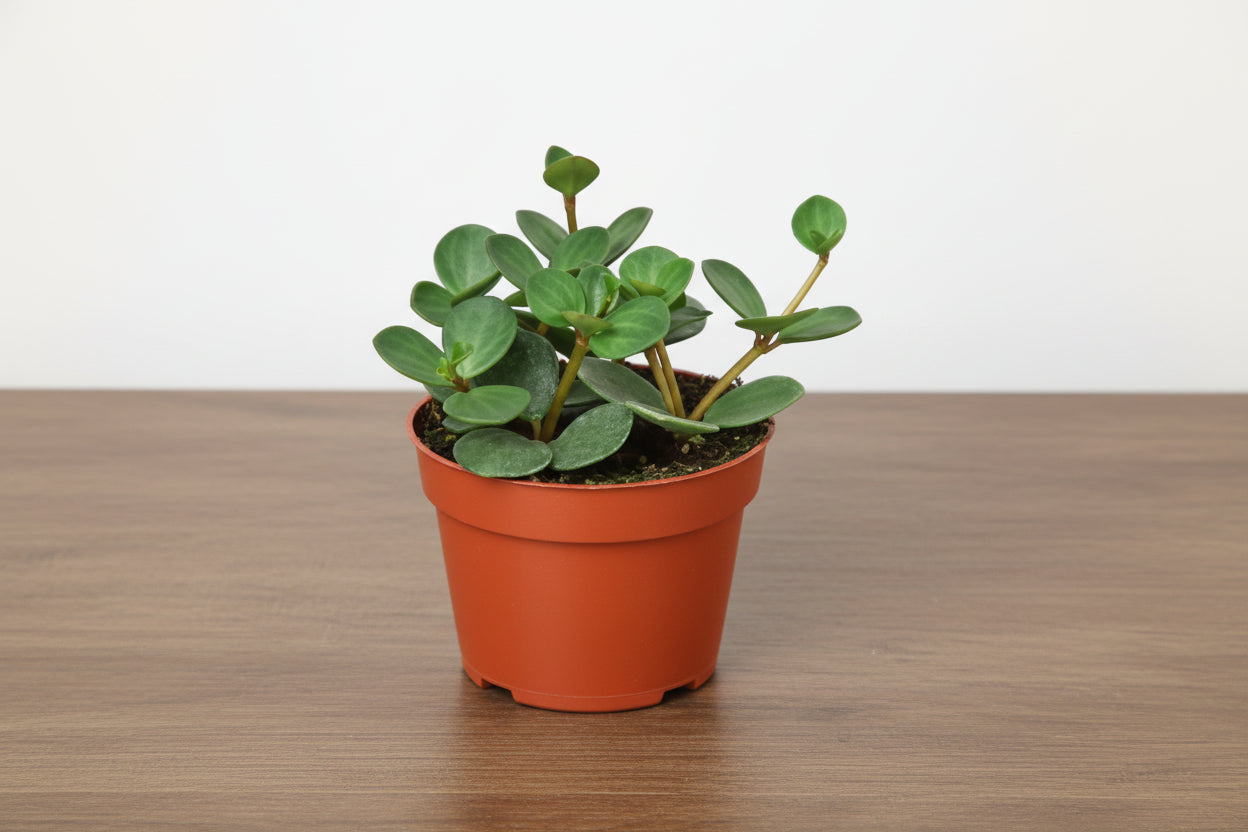 Small Peperomia 'Hope' plant with round green leaves in a brown pot on a wood surface.