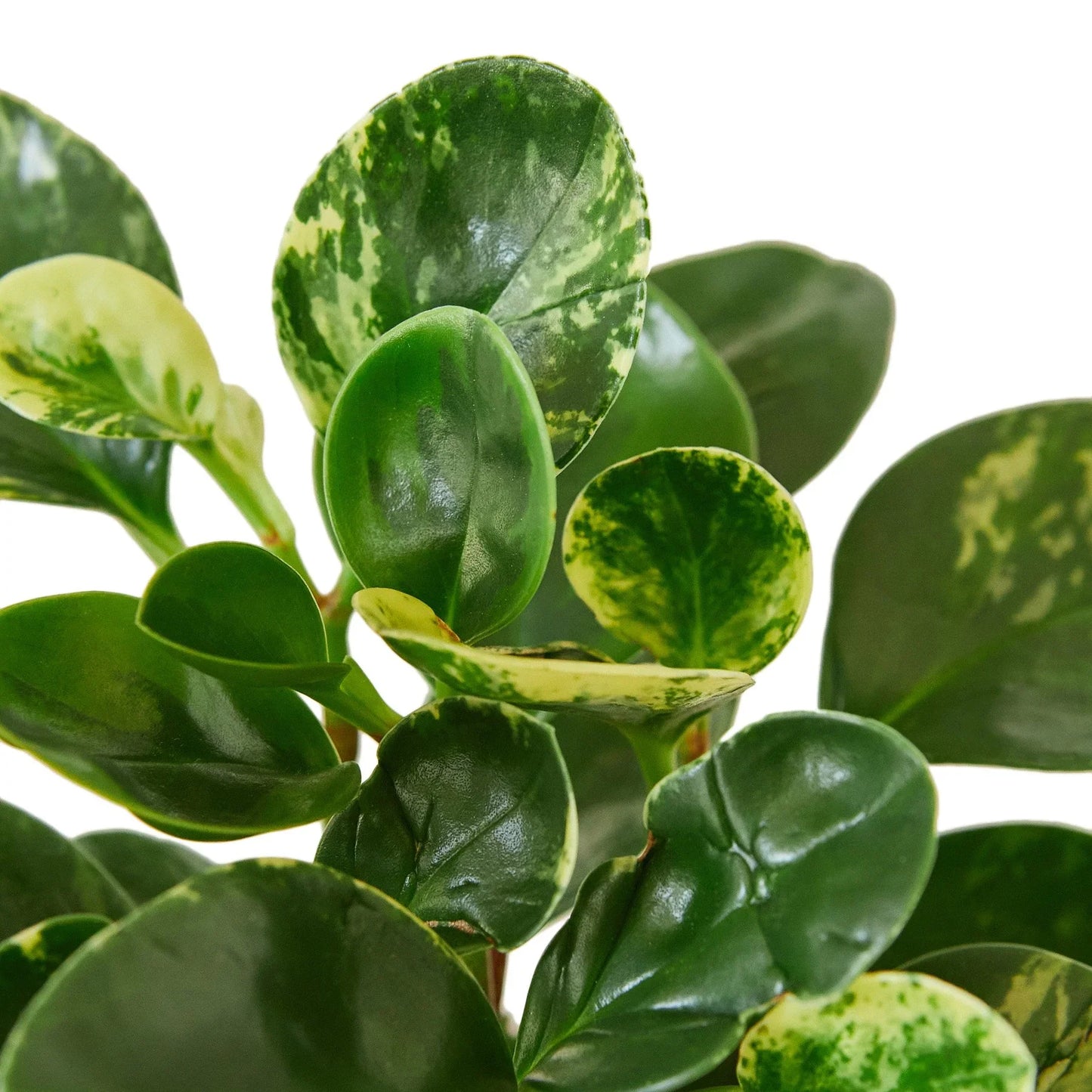 Close-up of a Peperomia 'Marble' plant with thick, rounded leaves marbled in silver, cream, and green.