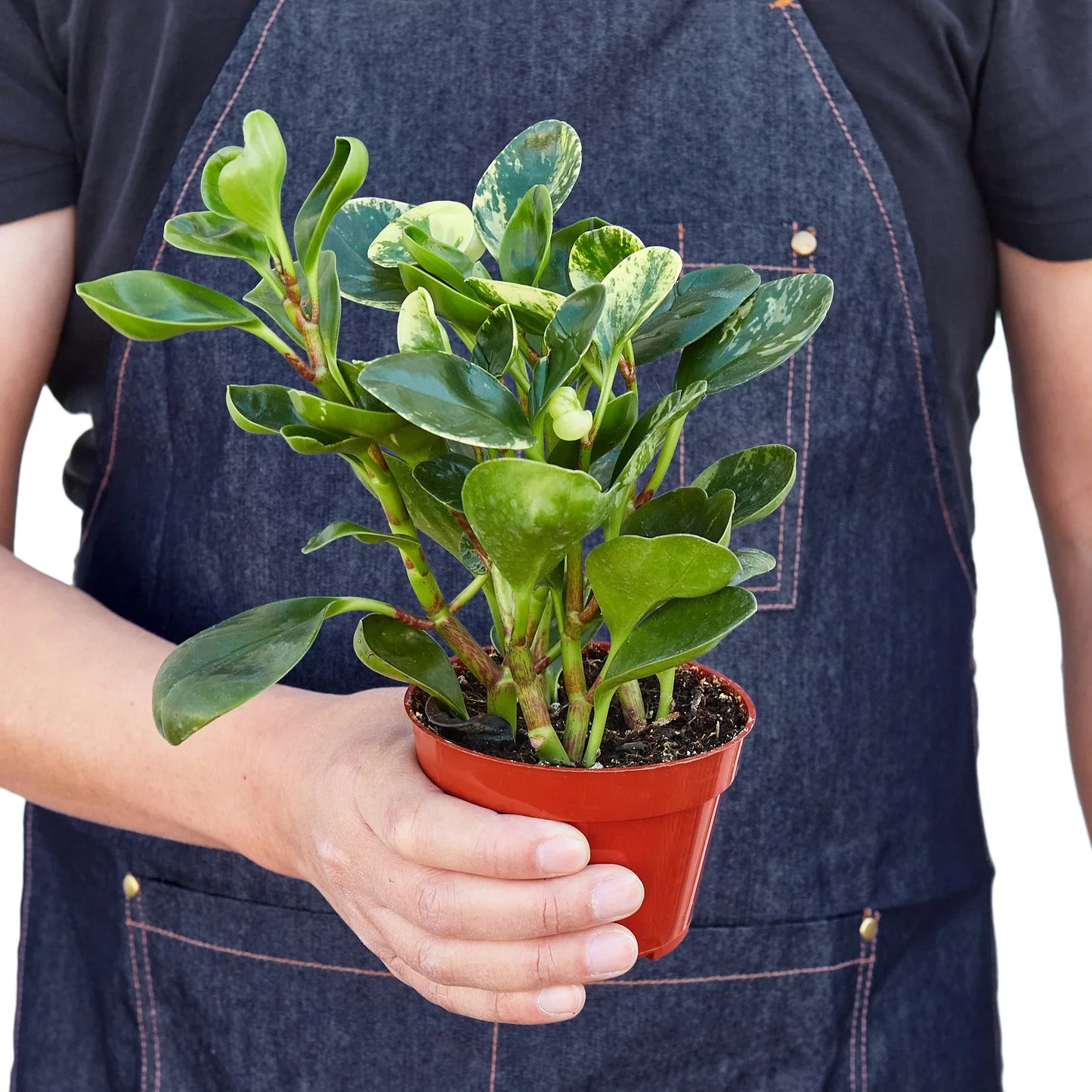 Person in denim apron holding a potted Peperomia 'Marble' with swirled silver, cream, and green leaves.