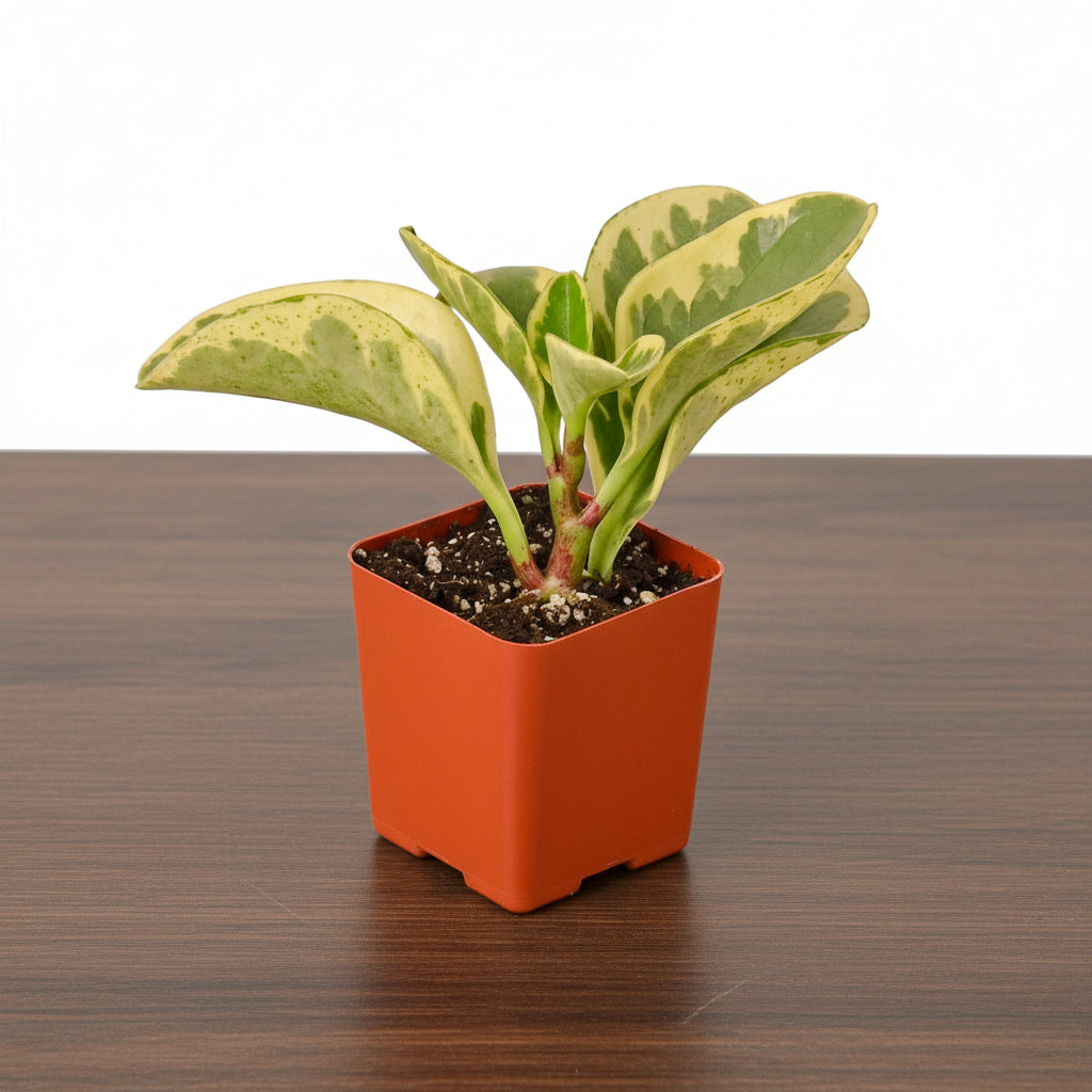 Compact Peperomia 'Marble' plant with marbled silver, cream, and green leaves in an orange pot.