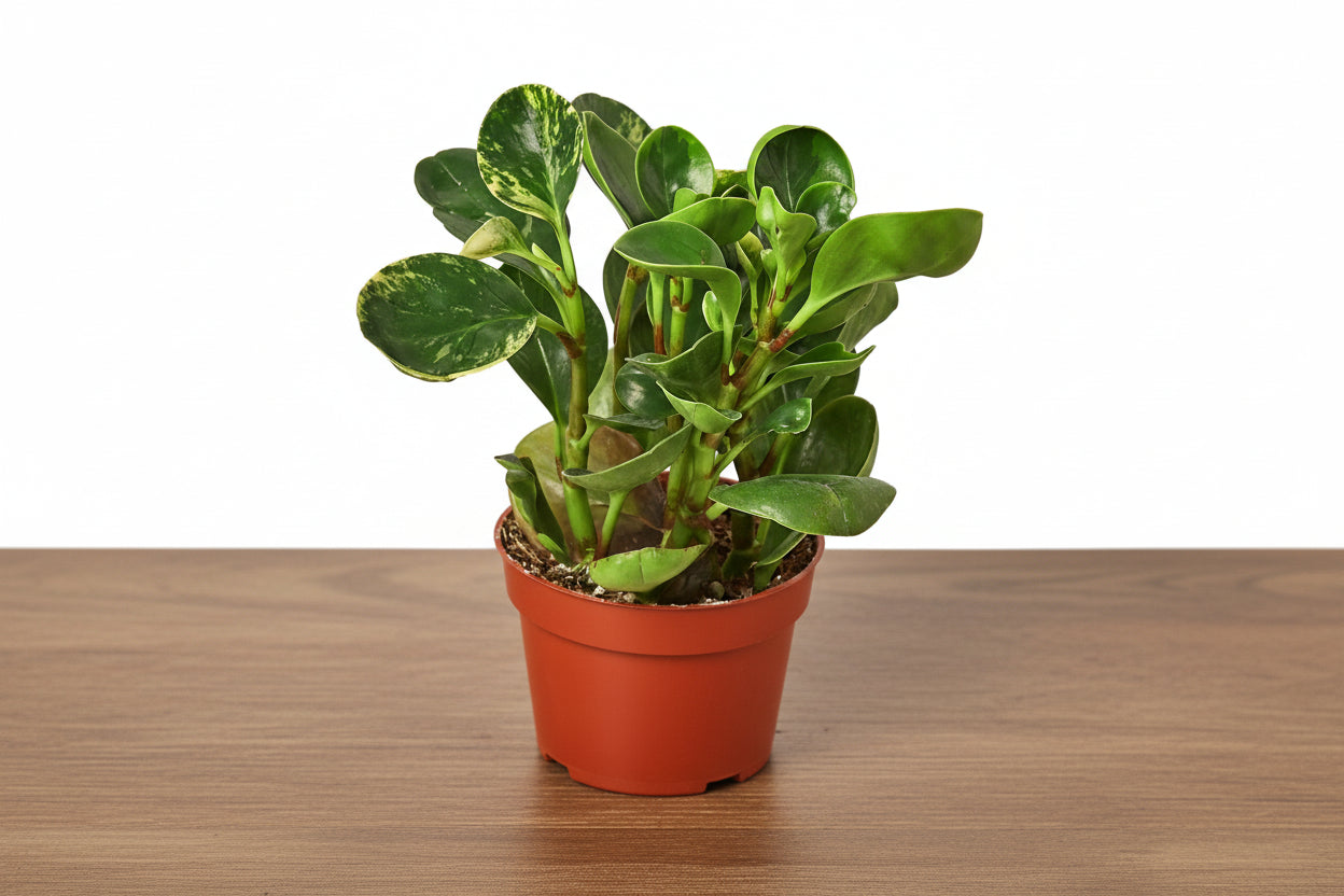 Compact Peperomia 'Marble' plant with marbled silver, cream, and green leaves in a terracotta pot.