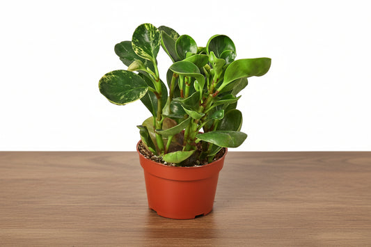 Compact Peperomia 'Marble' plant with marbled silver, cream, and green leaves in a terracotta pot.