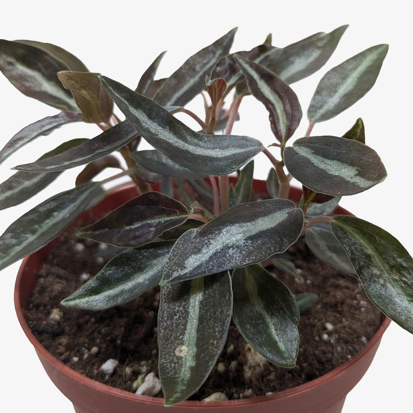 Potted plant with striped leaves on a white background
