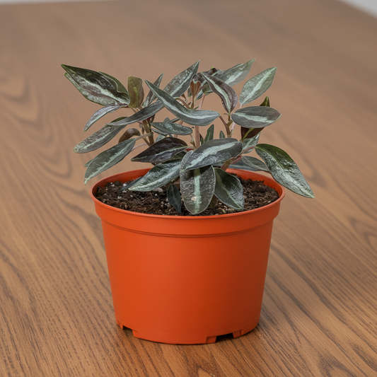 Potted plant with green leaves in an orange pot on a white background