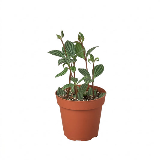 Potted peperomia parallel succulent plant with green ballon shaped waxy leaves with watermelon type strips in a brown pot.