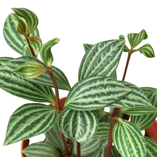 Peperomia parallel succulent plant with green oval shaped watermelon colored leaves in a brown pot.