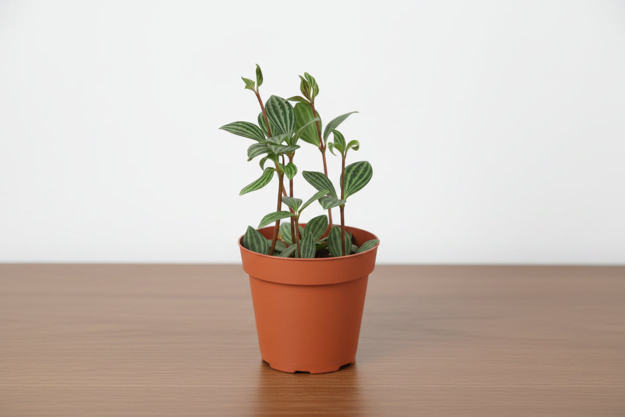 Potted plant with green leaves in a terracotta pot on a white background