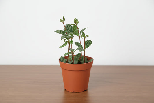 Potted plant with green leaves in a terracotta pot on a white background