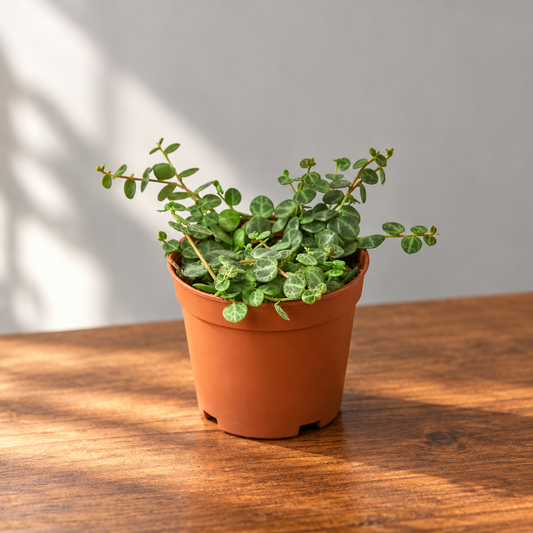 Potted peperomia ‘string of turtles’ plant with green leaves in a brown pot on a brown surface with a grey background