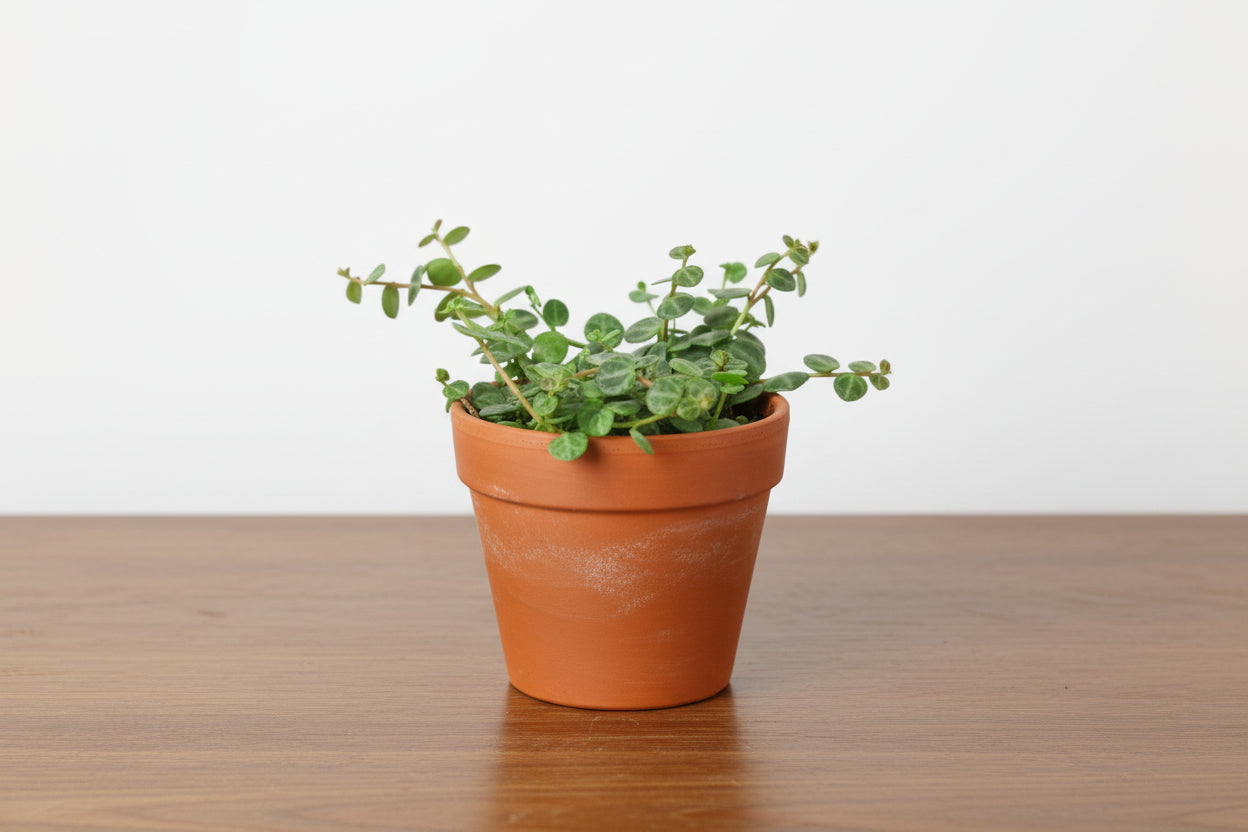 Potted plant with green leaves in a terracotta pot on a white background