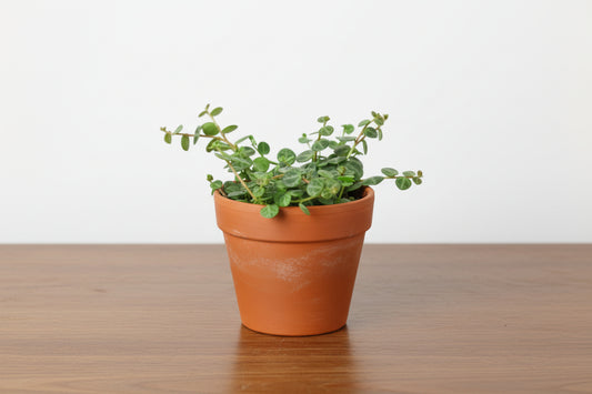 Potted plant with green leaves in a terracotta pot on a white background
