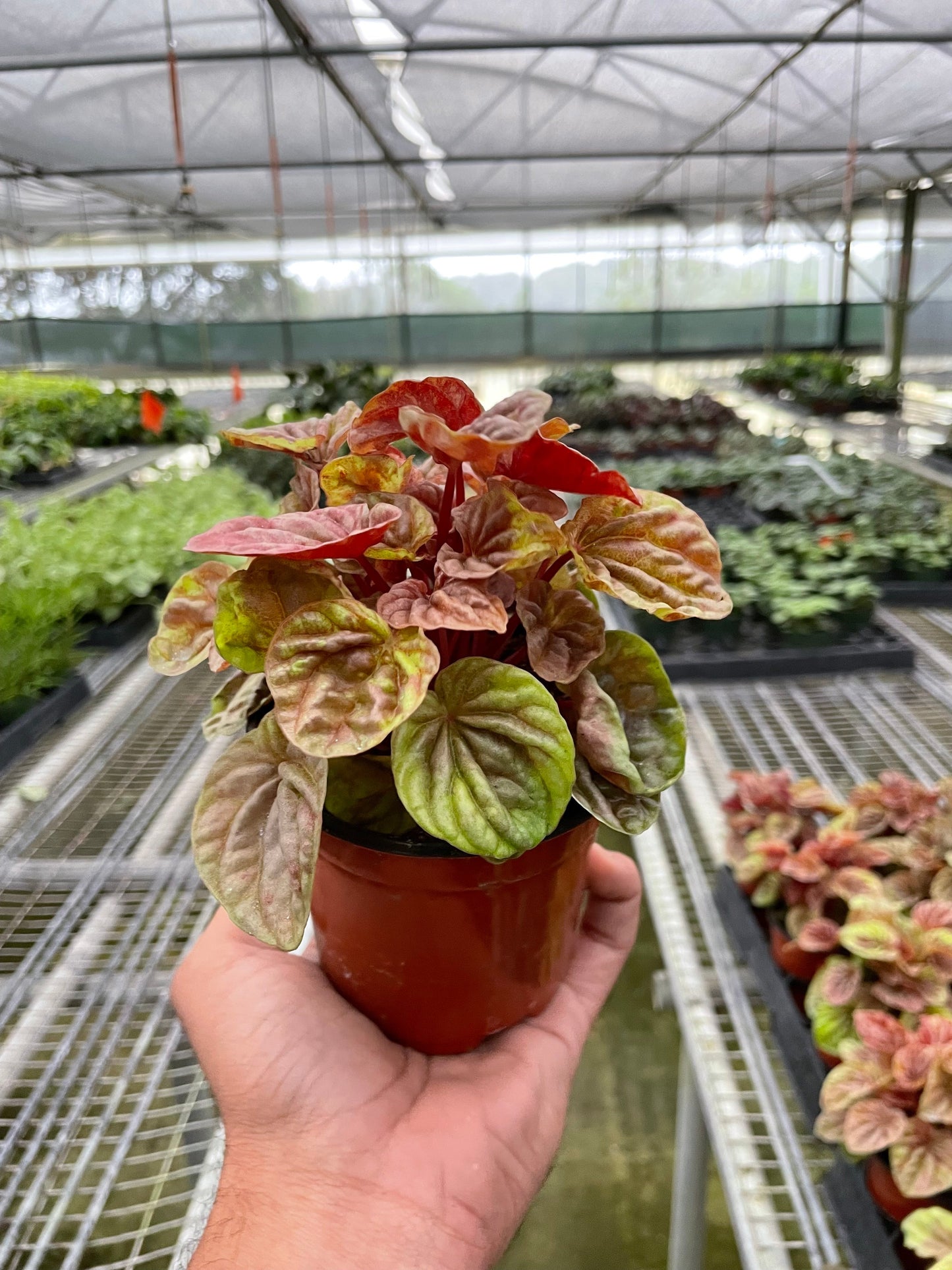 Hand holding a small Peperomia 'Quito' plant with textured, bronze, rust, and gold leaves in a brown pot.