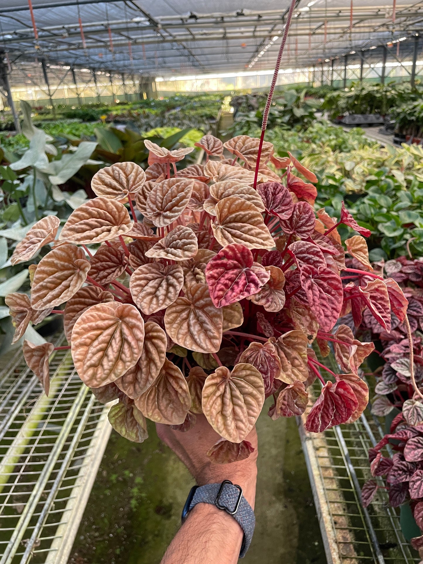 Hand holding a Peperomia 'Quito' with textured bronze, rust, and gold heart-shaped leaves.