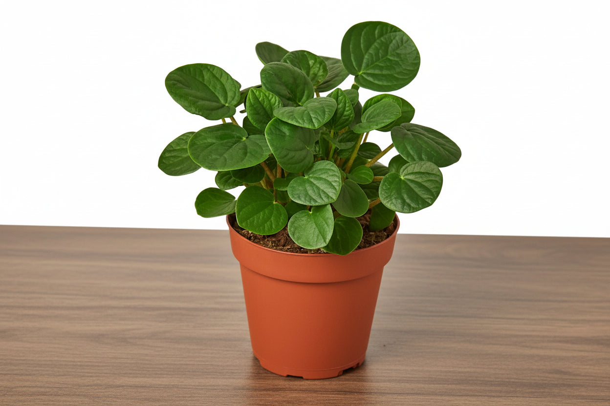 Potted plant with green leaves on a white background