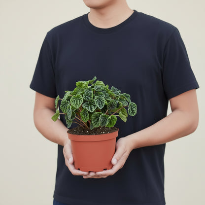 Person holding a potted plant with green leaves in a brown pot wearing black shirt