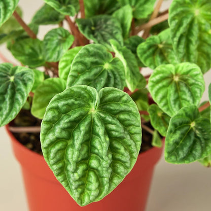 Potted green plant with wavy leaves on a neutral background