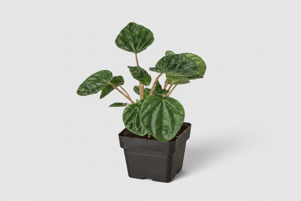 Potted green plant on a white background