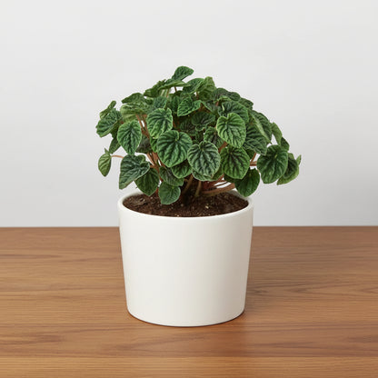 Potted green plant on a white background
