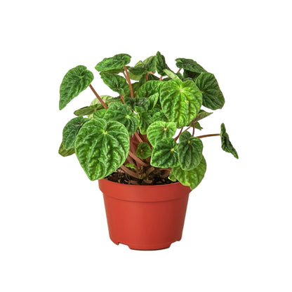 Potted plant with green leaves in a red pot on a white background
