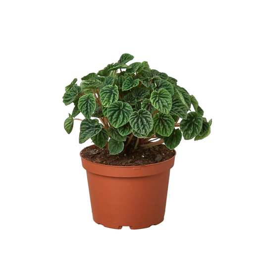 Potted peperomia ripple compact houseplant with small green glossy heart shaped leaves with detailed veins in a brown pot.