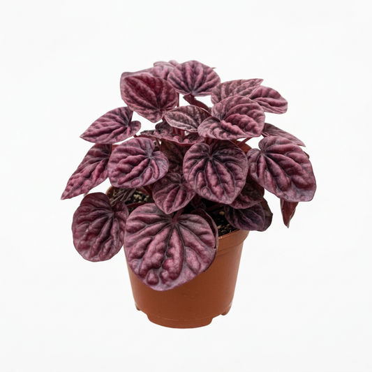 A compact Peperomia 'Ripple Red' plant with deeply corrugated, burgundy-red heart-shaped leaves in a brown pot.