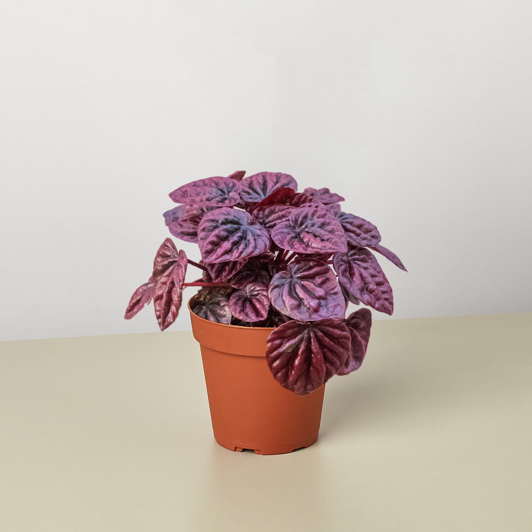 Compact Peperomia 'Ripple Red' houseplant in a brown pot, featuring deeply corrugated burgundy-red leaves.