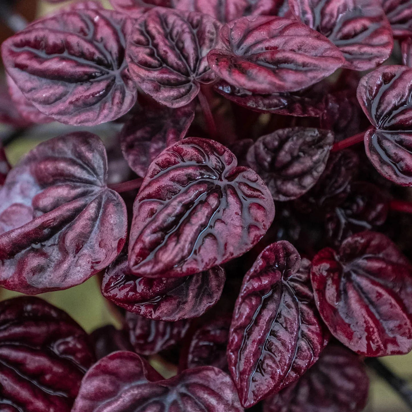 Close-up of a Peperomia 'Ripple Red' plant with deeply corrugated, heart-shaped burgundy-red leaves.