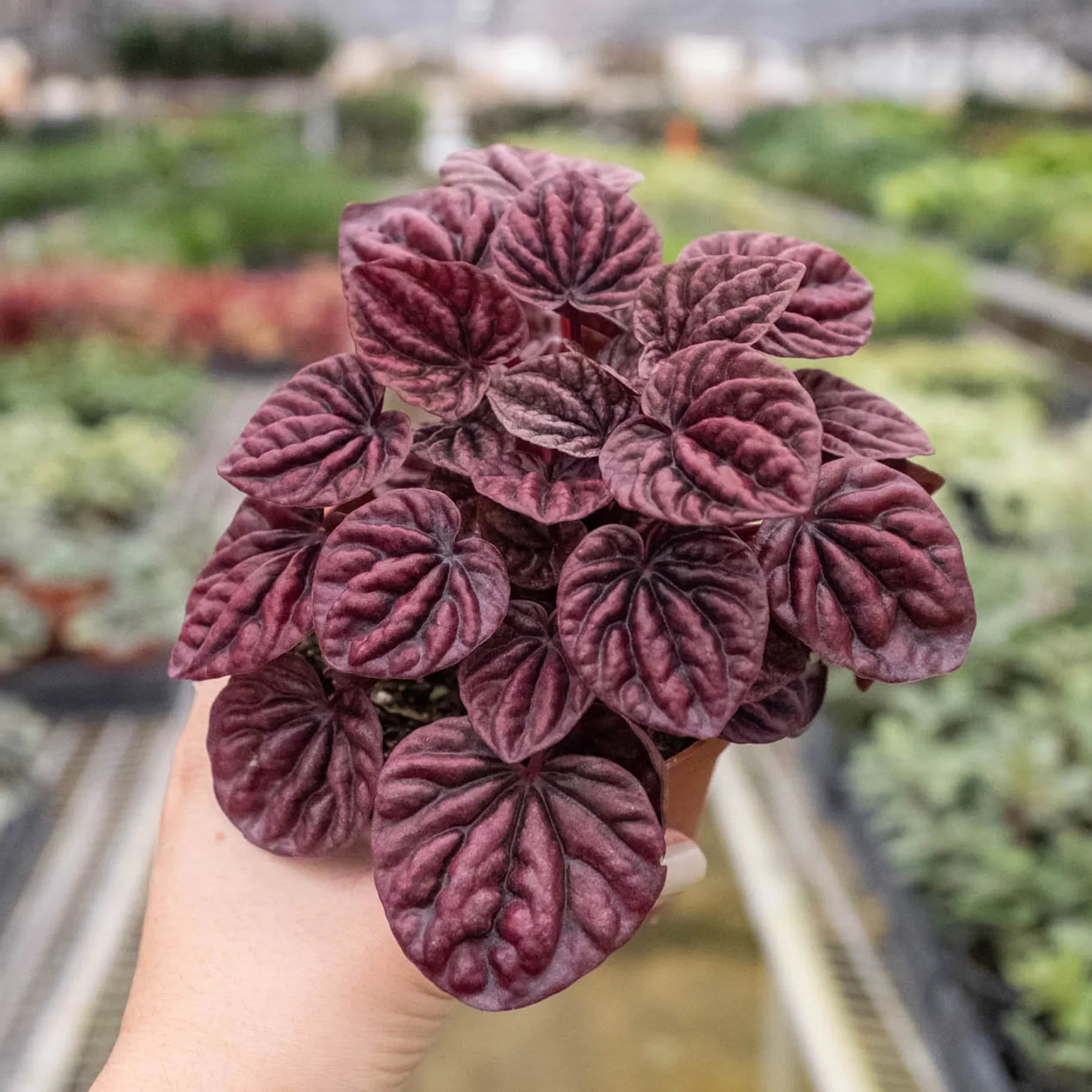 Hand holding a small Peperomia 'Ripple Red' plant with deeply corrugated, burgundy-red heart-shaped leaves.
