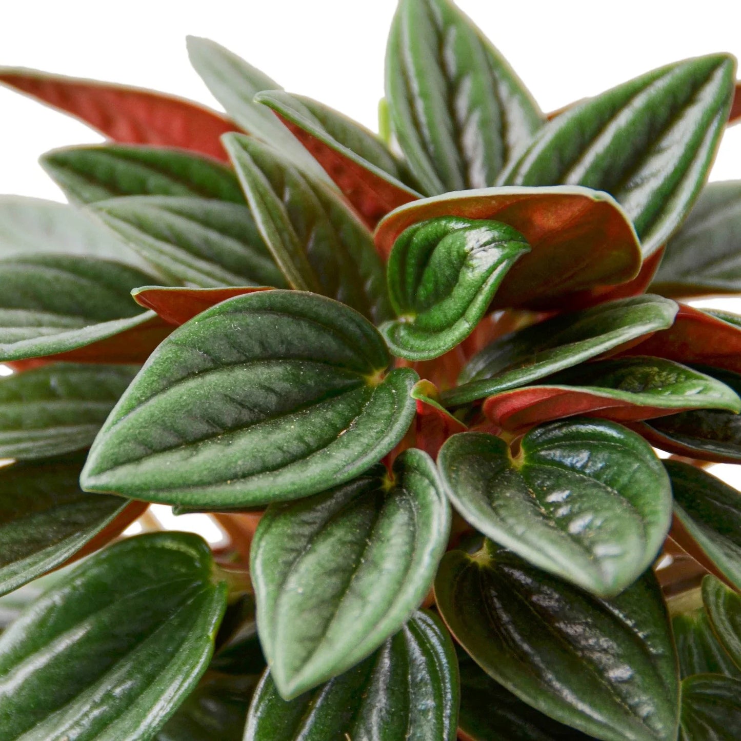 Peperomia 'Rosso' plant with deeply grooved, glossy dark green leaves and vivid red undersides.