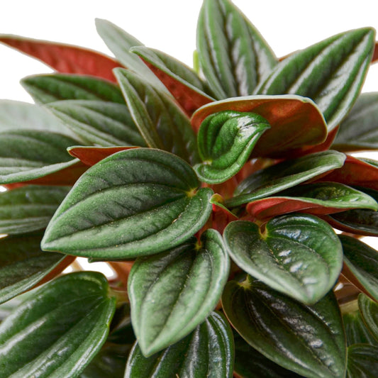 Peperomia 'Rosso' plant with deeply grooved, glossy dark green leaves and vivid red undersides.