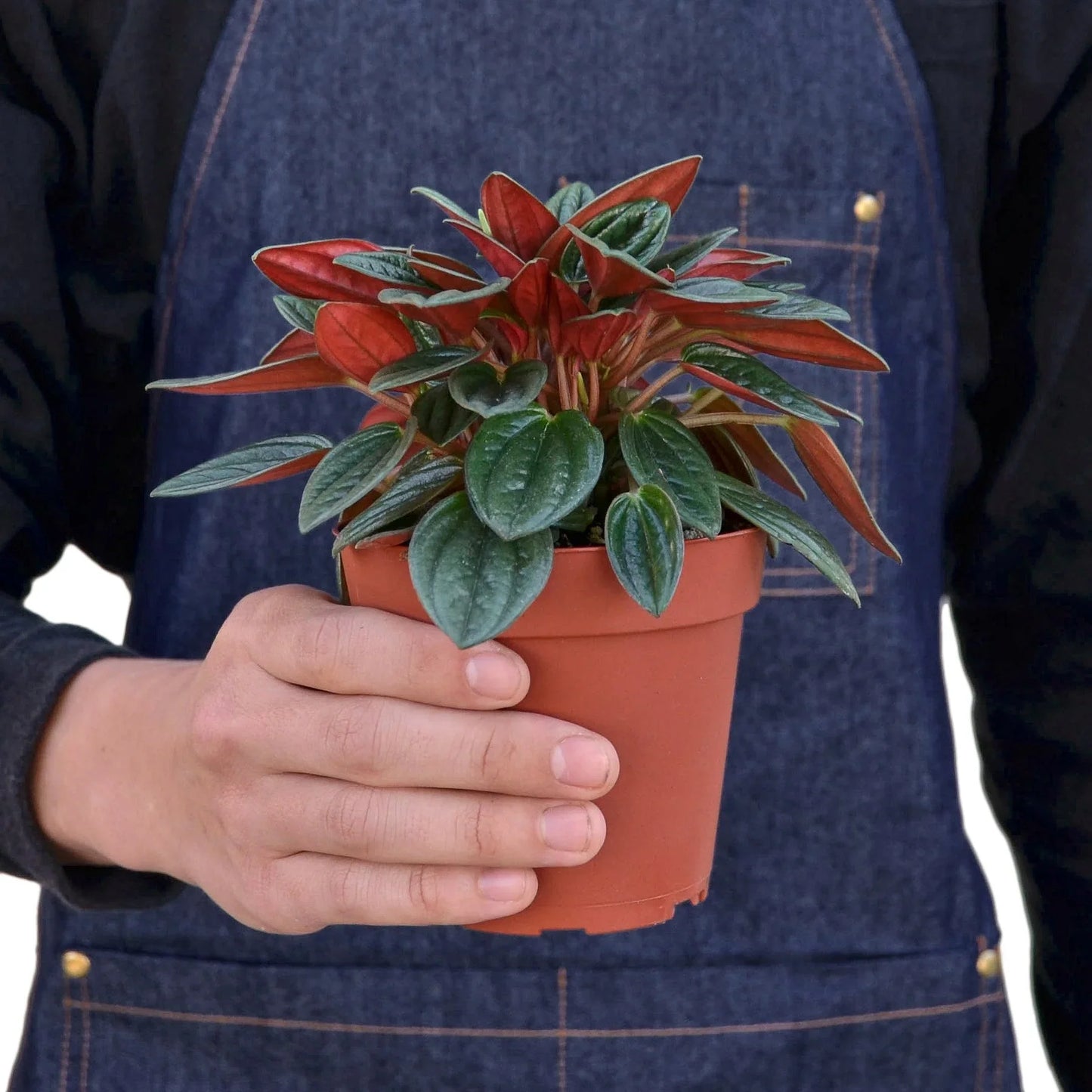 Hand holding a potted Peperomia 'Rosso' with glossy dark green and vivid red leaves.