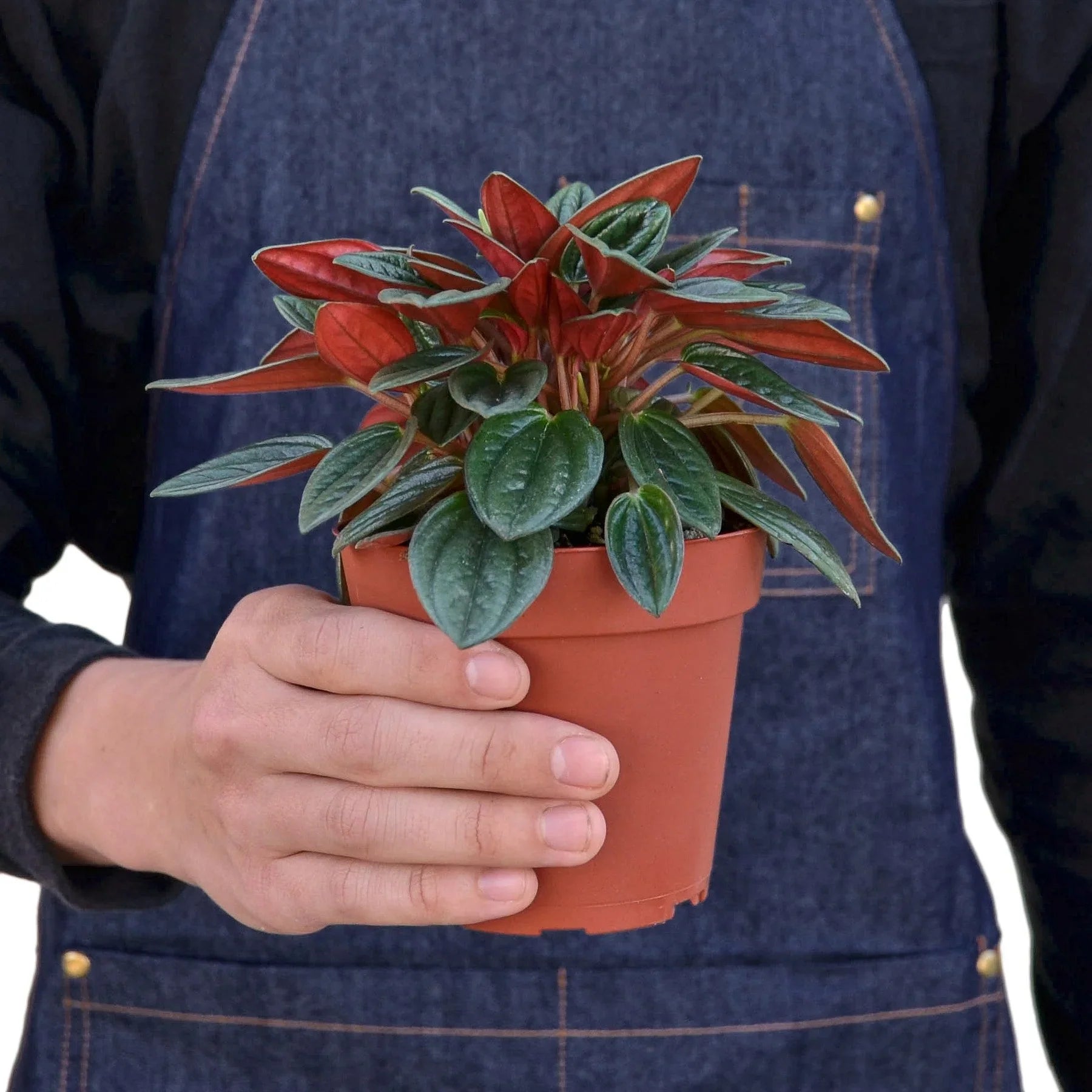 Hand holding a potted Peperomia 'Rosso' with glossy dark green and vivid red leaves.