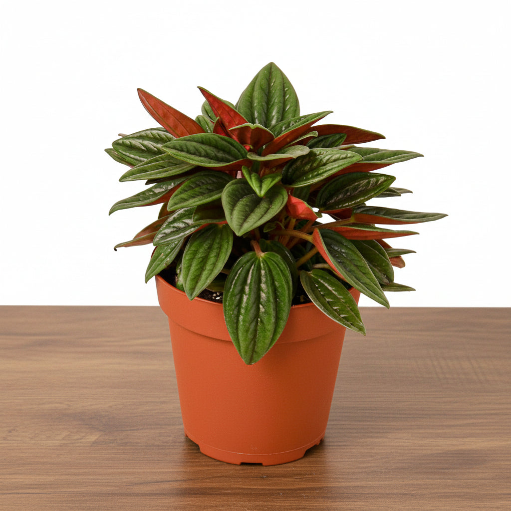 Compact Peperomia 'Rosso' houseplant with glossy green and red leaves in an orange pot.