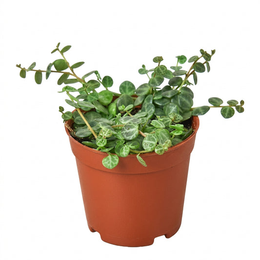 Potted peperomia ‘string of turtles’ succulent plant with small round turtle shaped green leaves with white small veins in a brown pot.