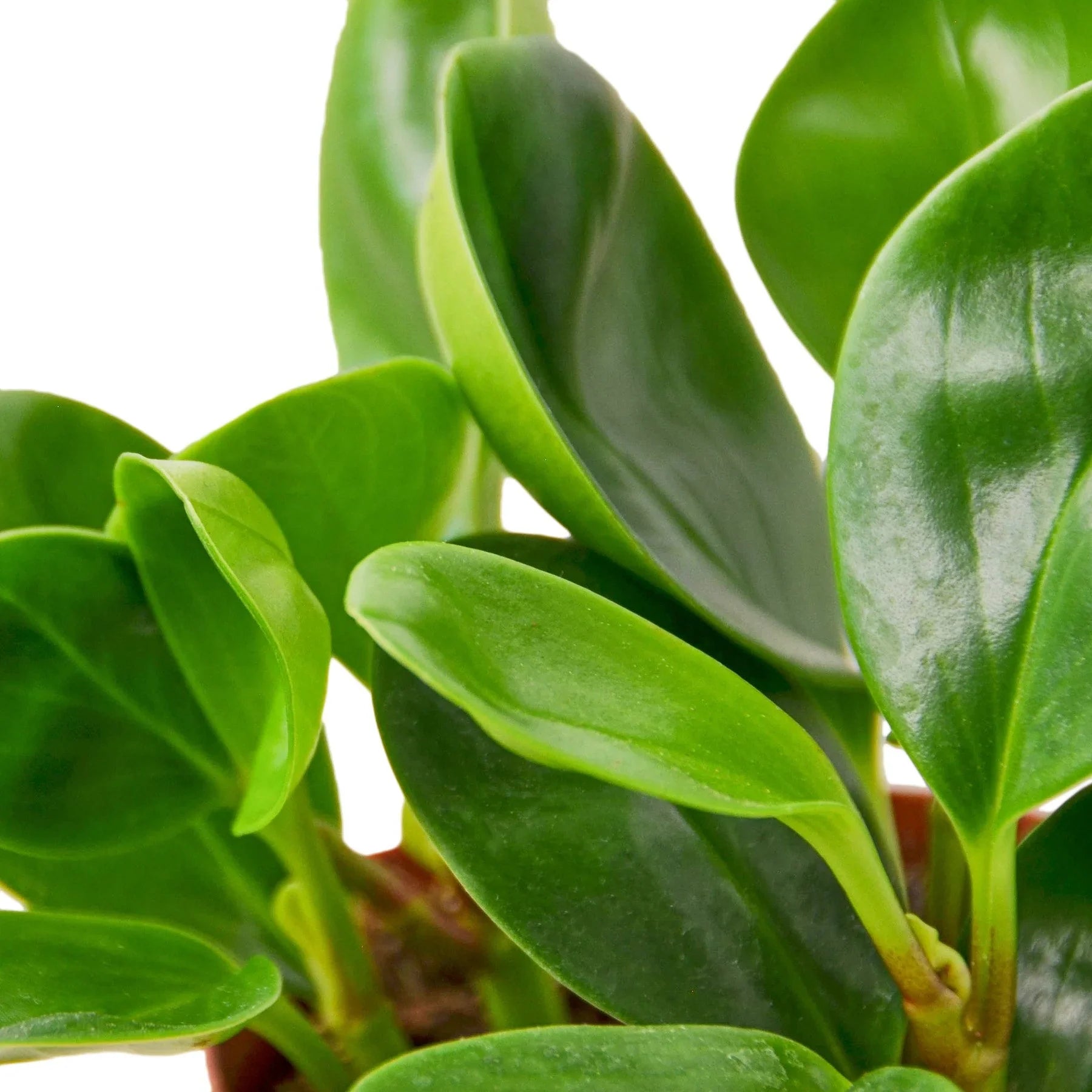 Close-up of a Peperomia 'Thailand' plant with lush, glossy, deep jade green, rounded leaves.
