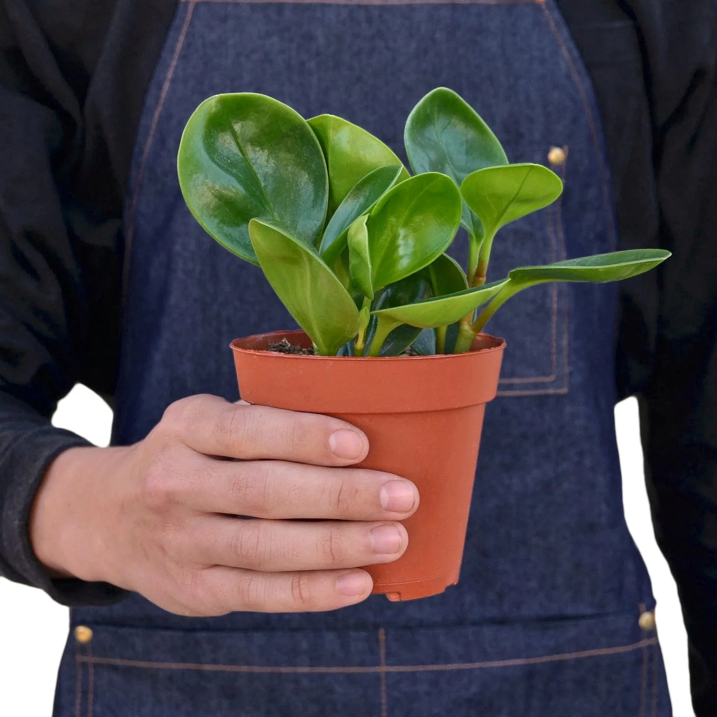 Hand holding a small Peperomia 'Thailand' plant in a brown pot, with lush, glossy green leaves.