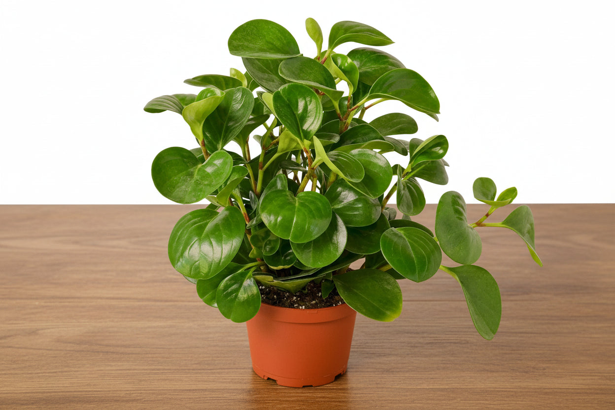 Compact Peperomia 'Thailand' plant with thick, glossy, deep green leaves in a terracotta pot on a wood surface.