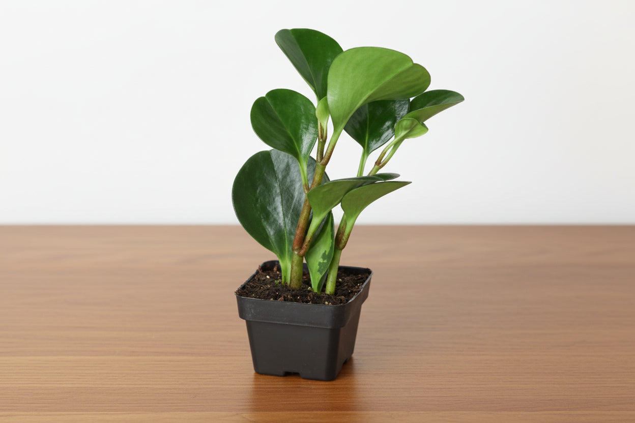 Compact Peperomia 'Thailand' houseplant with deep jade green, glossy leaves in a black pot.