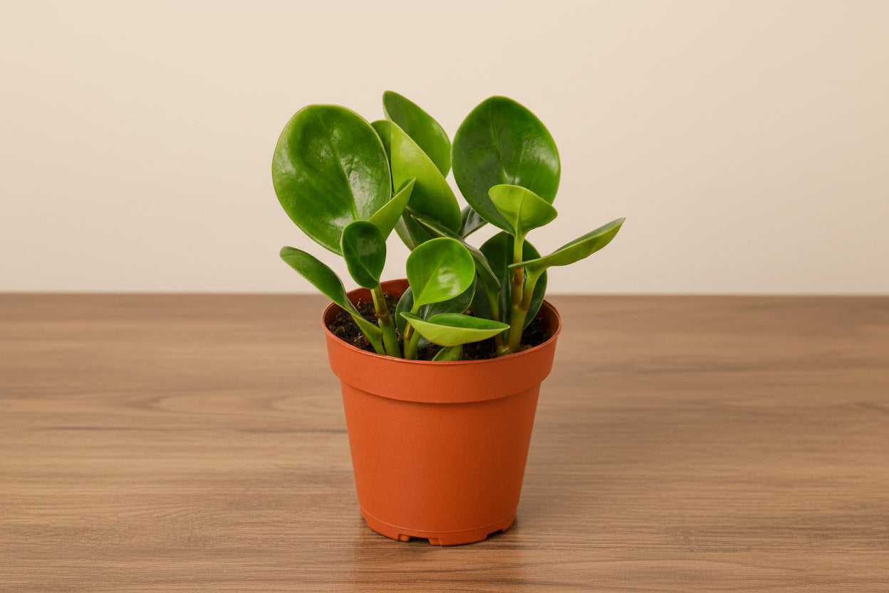 Compact Peperomia 'Thailand' plant with thick, glossy, deep green leaves in a brown pot.