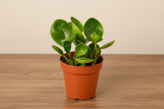 Compact Peperomia 'Thailand' plant with thick, glossy, deep green leaves in a brown pot.