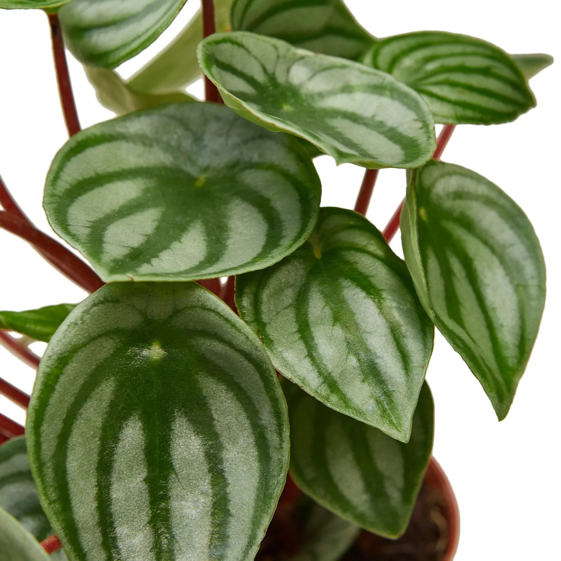 Close-up of a Peperomia Watermelon plant with oval, silver-striped green leaves and red stems.