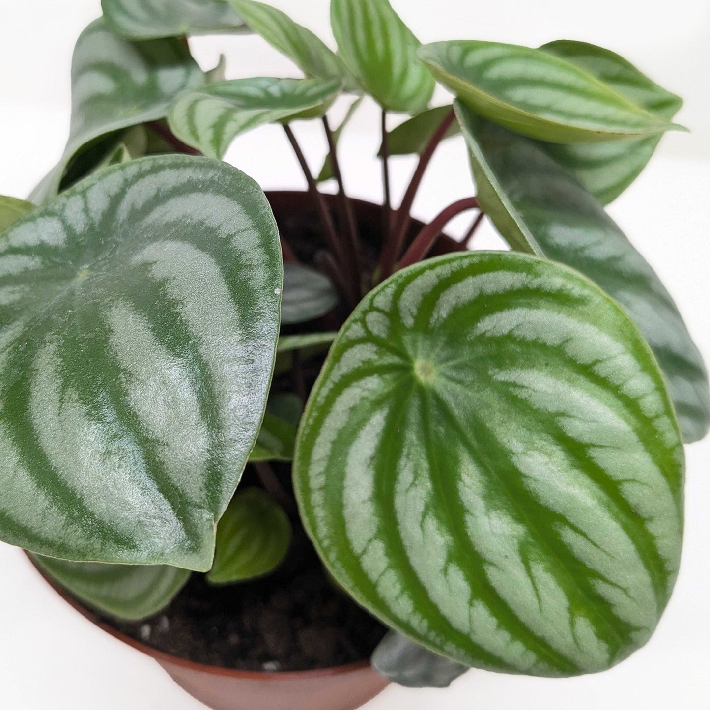Close-up of a Watermelon Peperomia plant with oval, silver-striped green leaves and red stems in a brown pot.