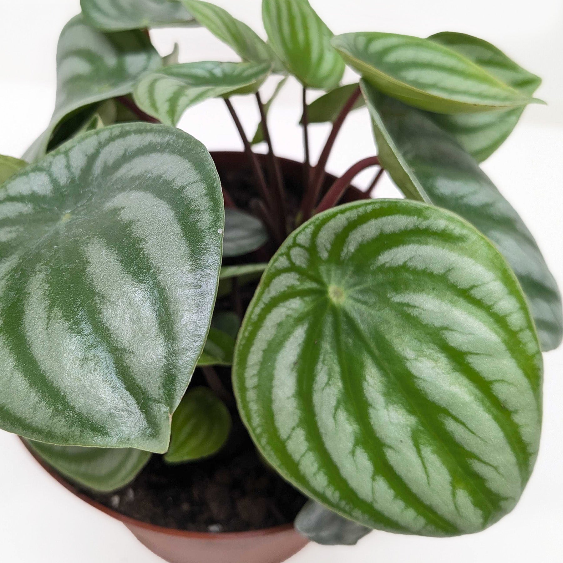 Close-up of a Watermelon Peperomia plant with oval, silver-striped green leaves and red stems in a brown pot.
