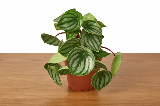 Watermelon Peperomia plant in a terracotta pot with oval, silver-striped green leaves and red stems.