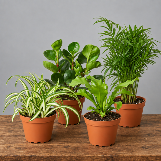Four pet-friendly houseplants in terracotta pots: spider plant, peperomia, bird's nest fern, and parlor palm.