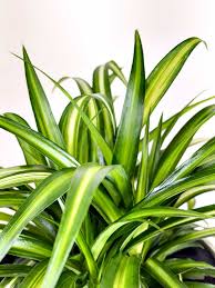 Vibrant green and yellow striped spider plant, a pet-friendly houseplant.
