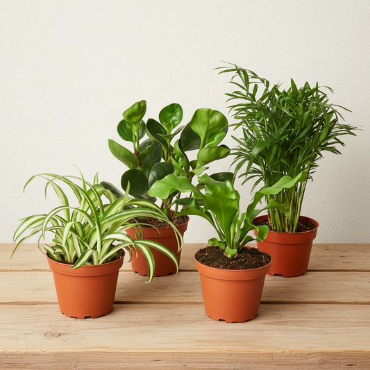 Four pet-friendly houseplants in terracotta pots: spider plant, peperomia, bird's nest fern, and parlor palm.