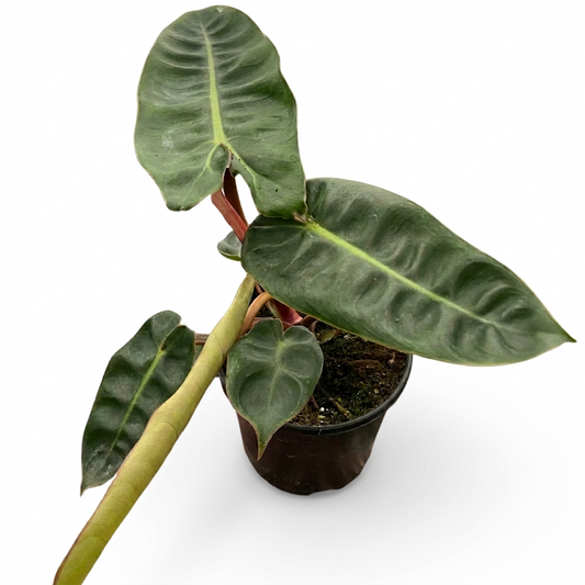 A potted philodendron billietae with dark green lobed leaves in a black pot against a white background on a white surface. 